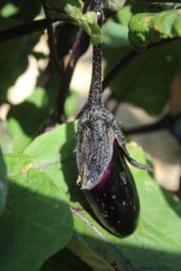 aubergine