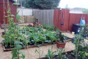 vegetable garden
