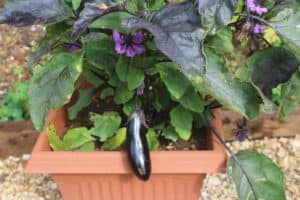aubergine