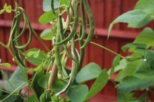 beans