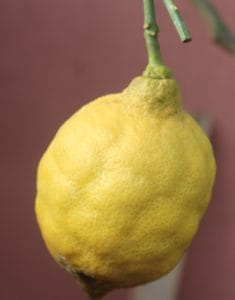 lemon