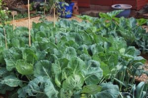 sprouts