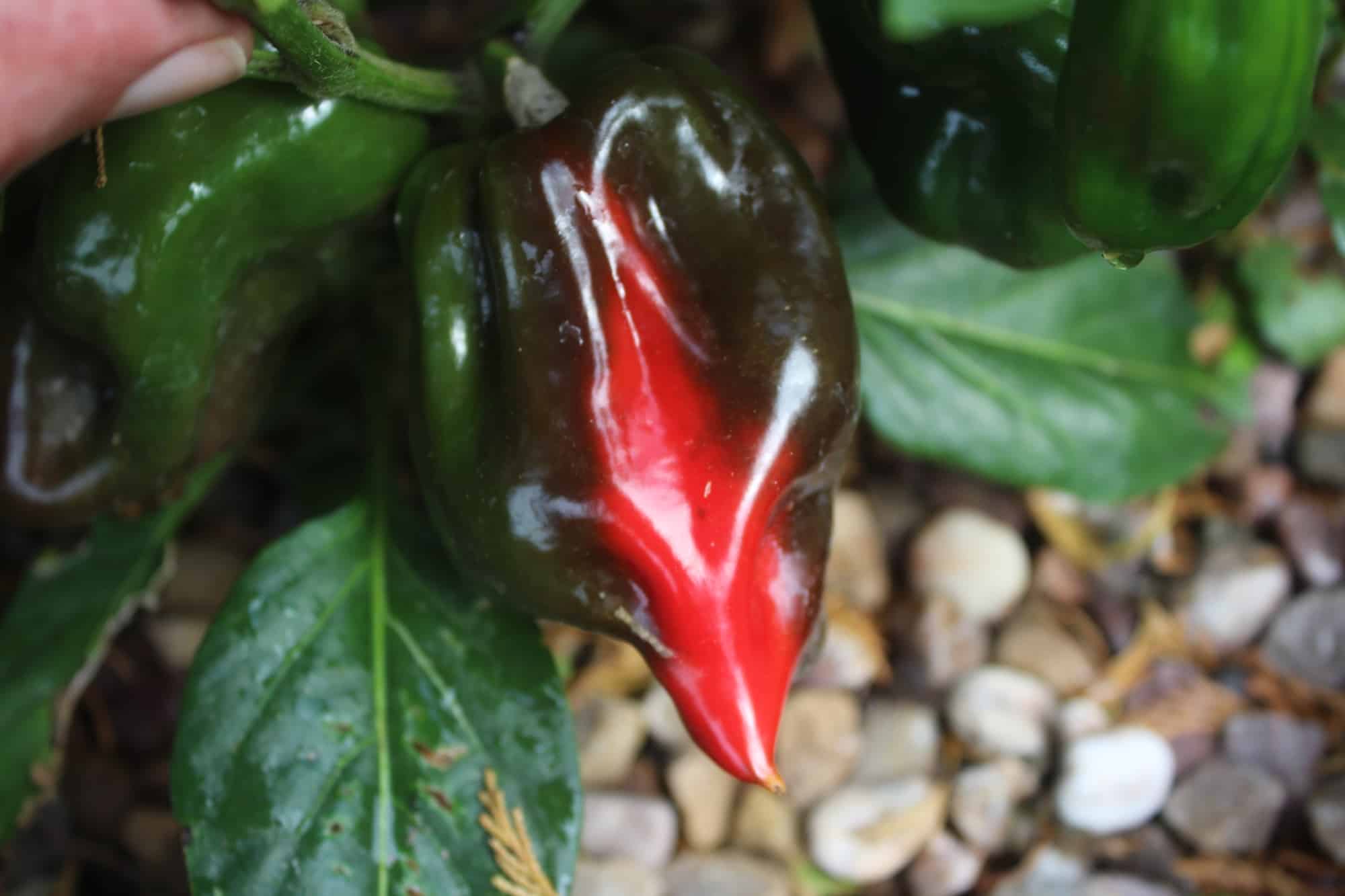 Pepper