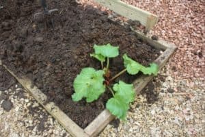 Rhubarb