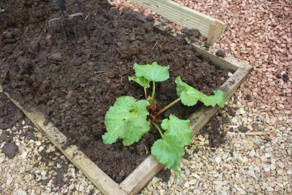 Rhubarb