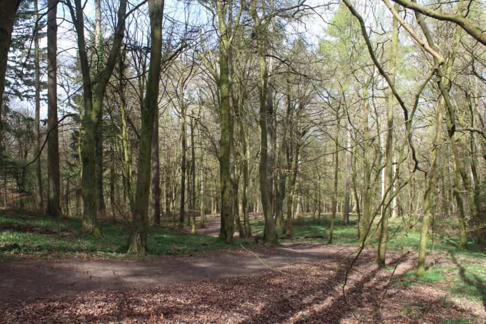 forest of dean #deanwye