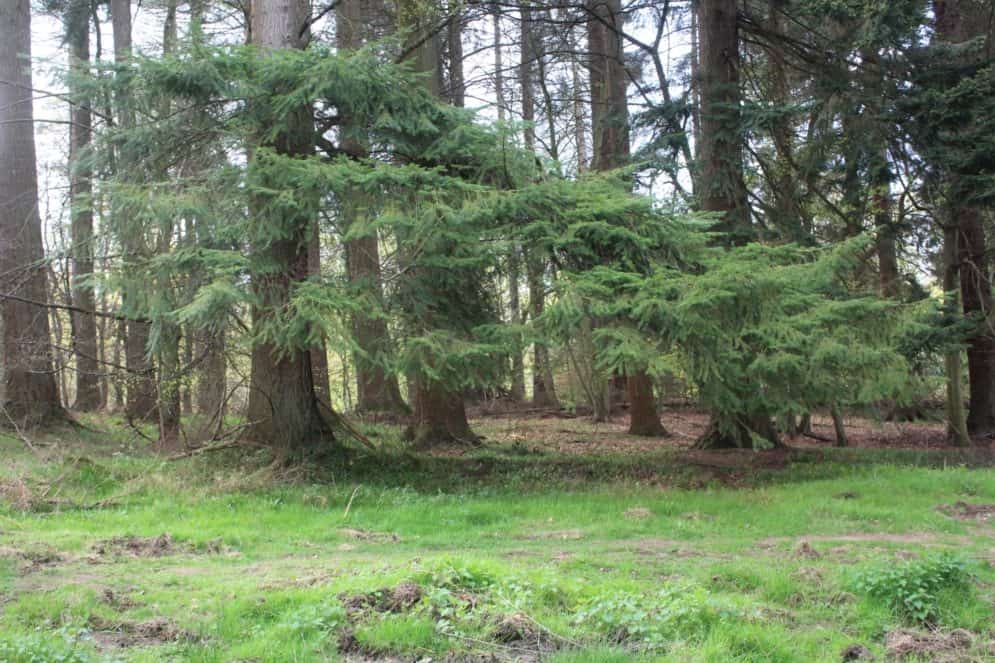 Forest of Dean