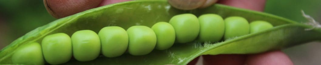 Peas from the garden