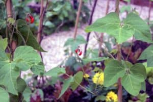 Runner beans in flower