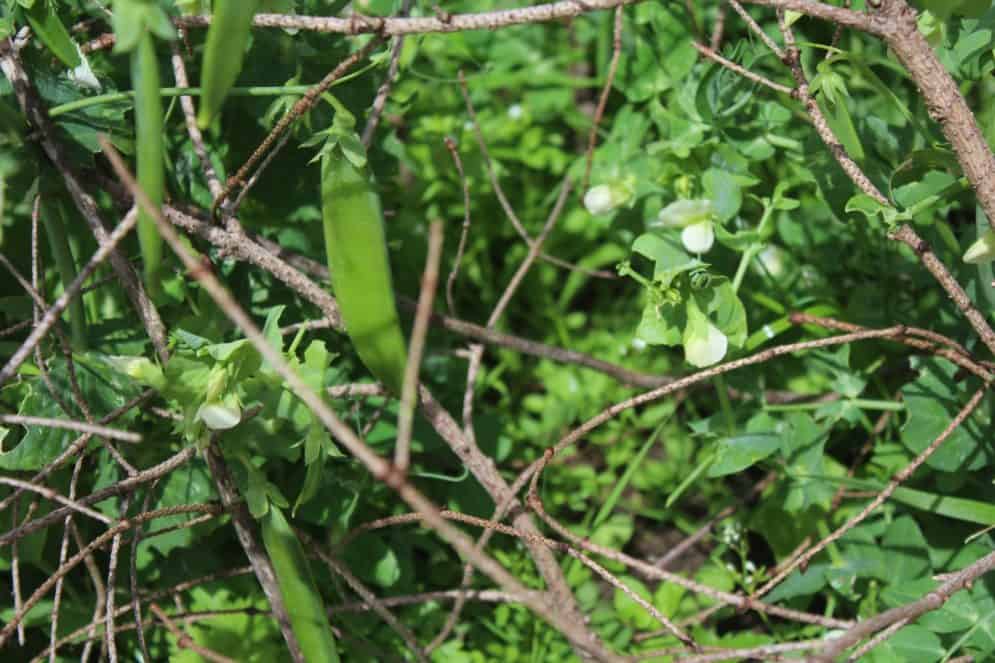 peas in the vegetable Garden