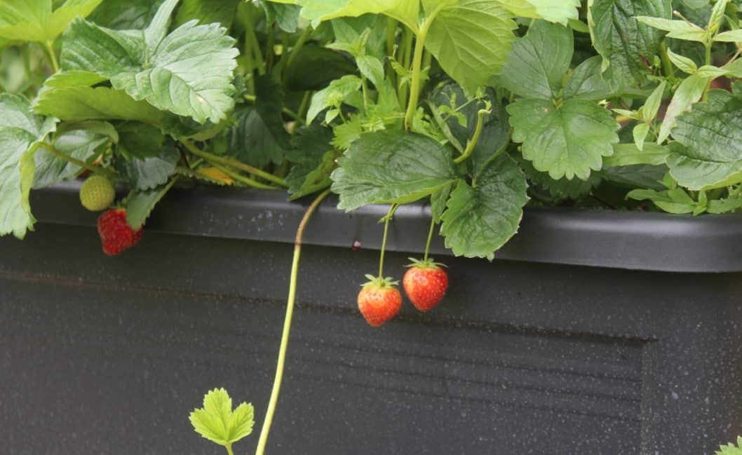 strawberry plants