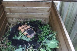 This years compost heap