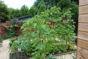 Growing your own vegetables