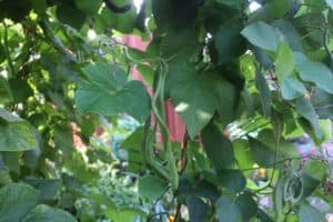 Runner beans