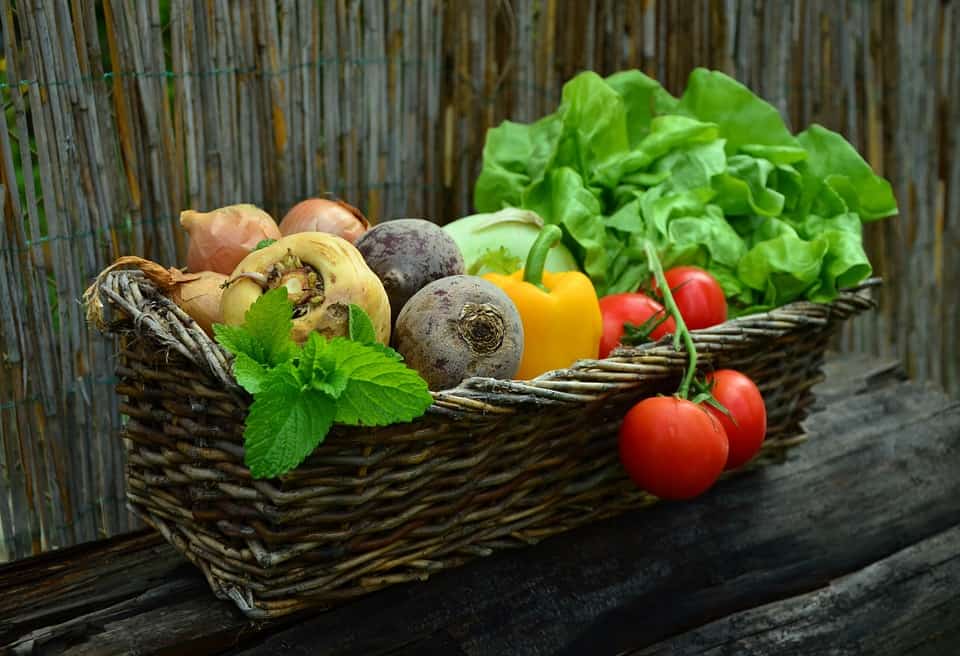 Why Gardening Should be Taught in Schools