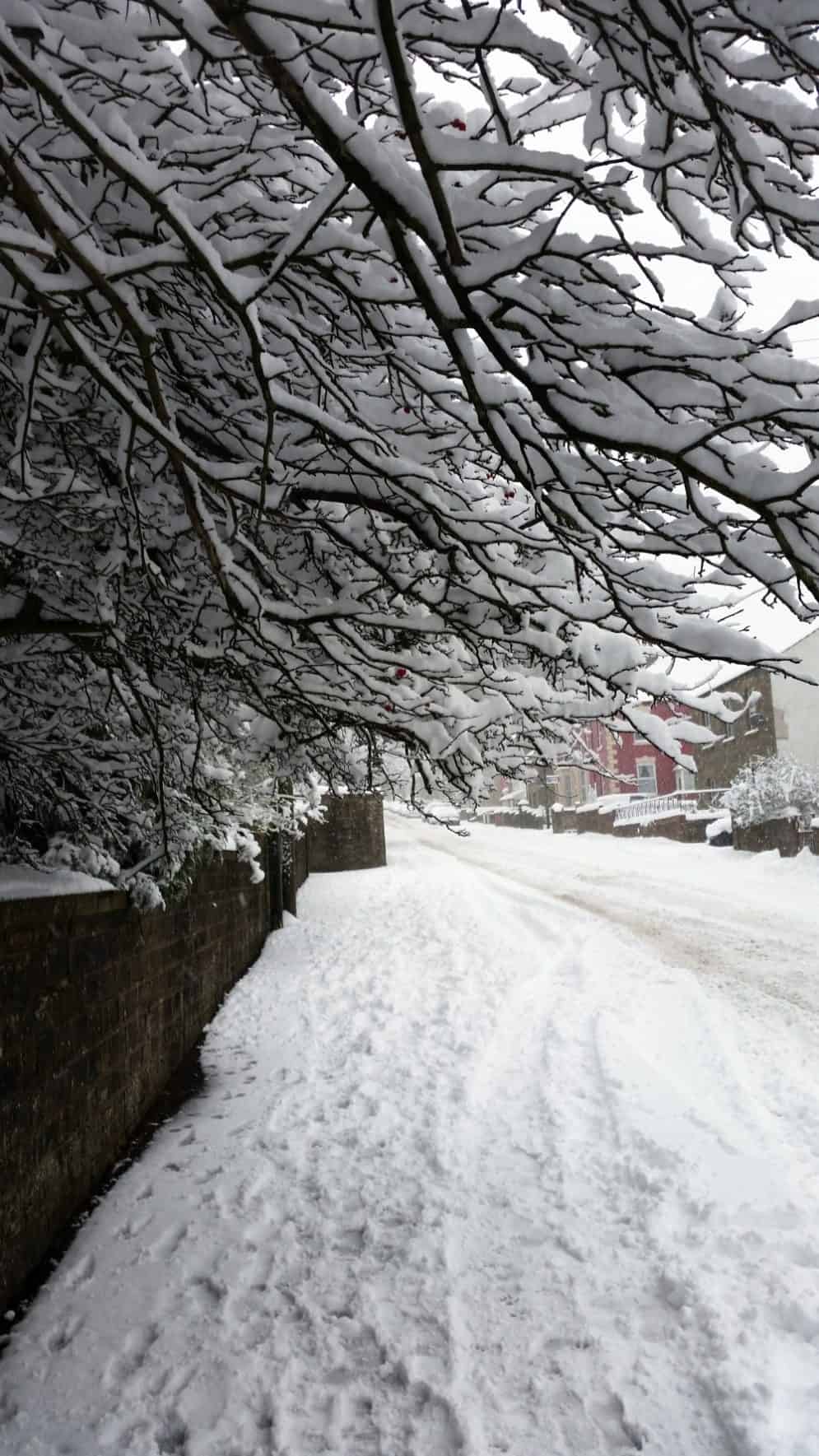 snow in the forest of dean