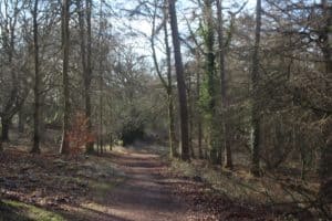 forest of dean