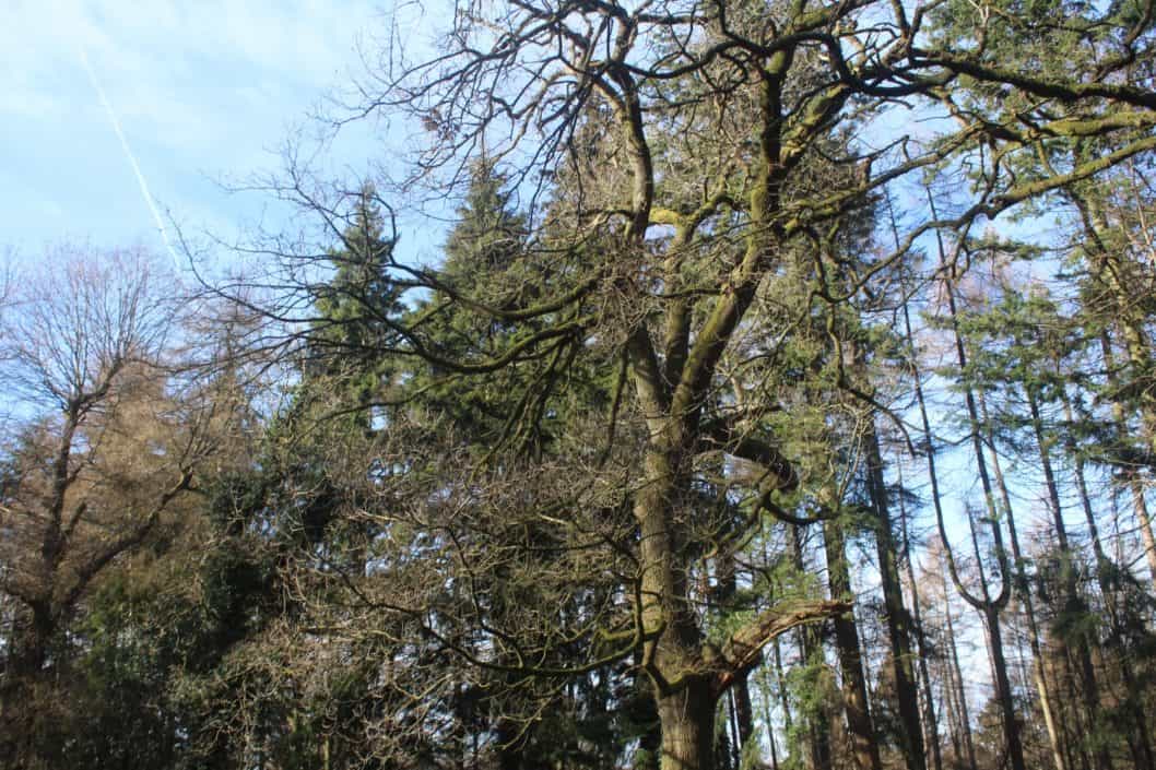 forest of dean