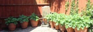 New potatoes