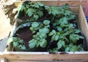 Main crop potatoes