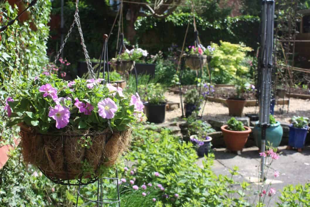 The garden in June