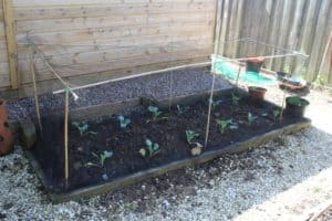 Sprouts