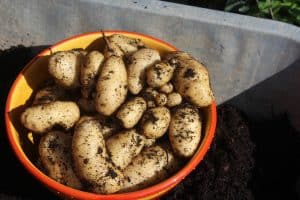potatoes grown in containers