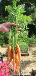Growing vegetables in Containers