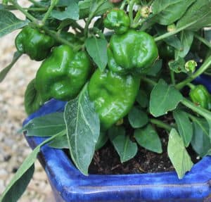 Growing vegetables in Containers