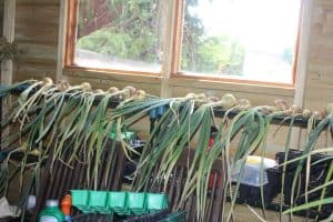onions form the vegetable garden