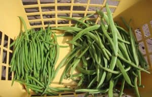 Beans from the vegetable garden