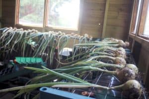 Onions drying in the shed