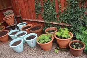 vegetables grown in pots