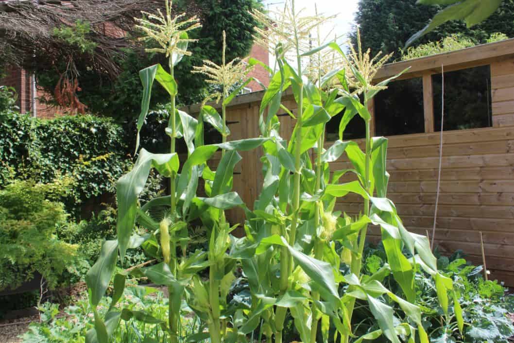sweetcorn from the vegetable garden