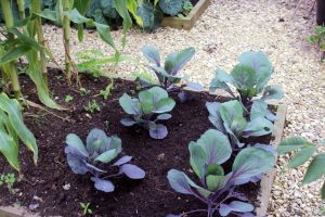 red cabbage