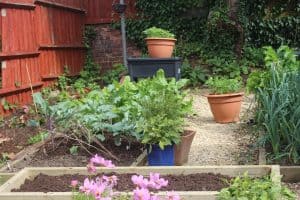 French beans in pots
