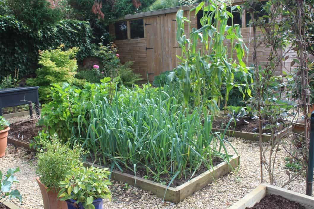 September in the vegetable garden