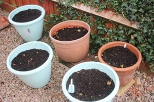 Garlic grown in pots