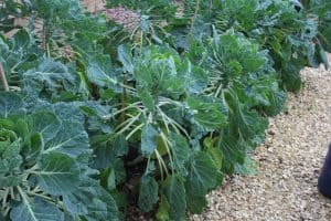 sprouts