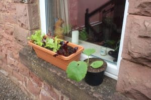 Growing vegetables on a window ledge