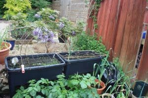 Growing vegetables in contailers