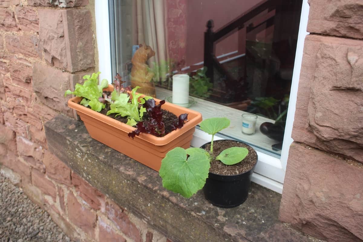 Lettuce grown on a window sill