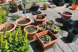 containers replanted with new veg
