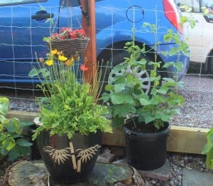 runner beans in pots