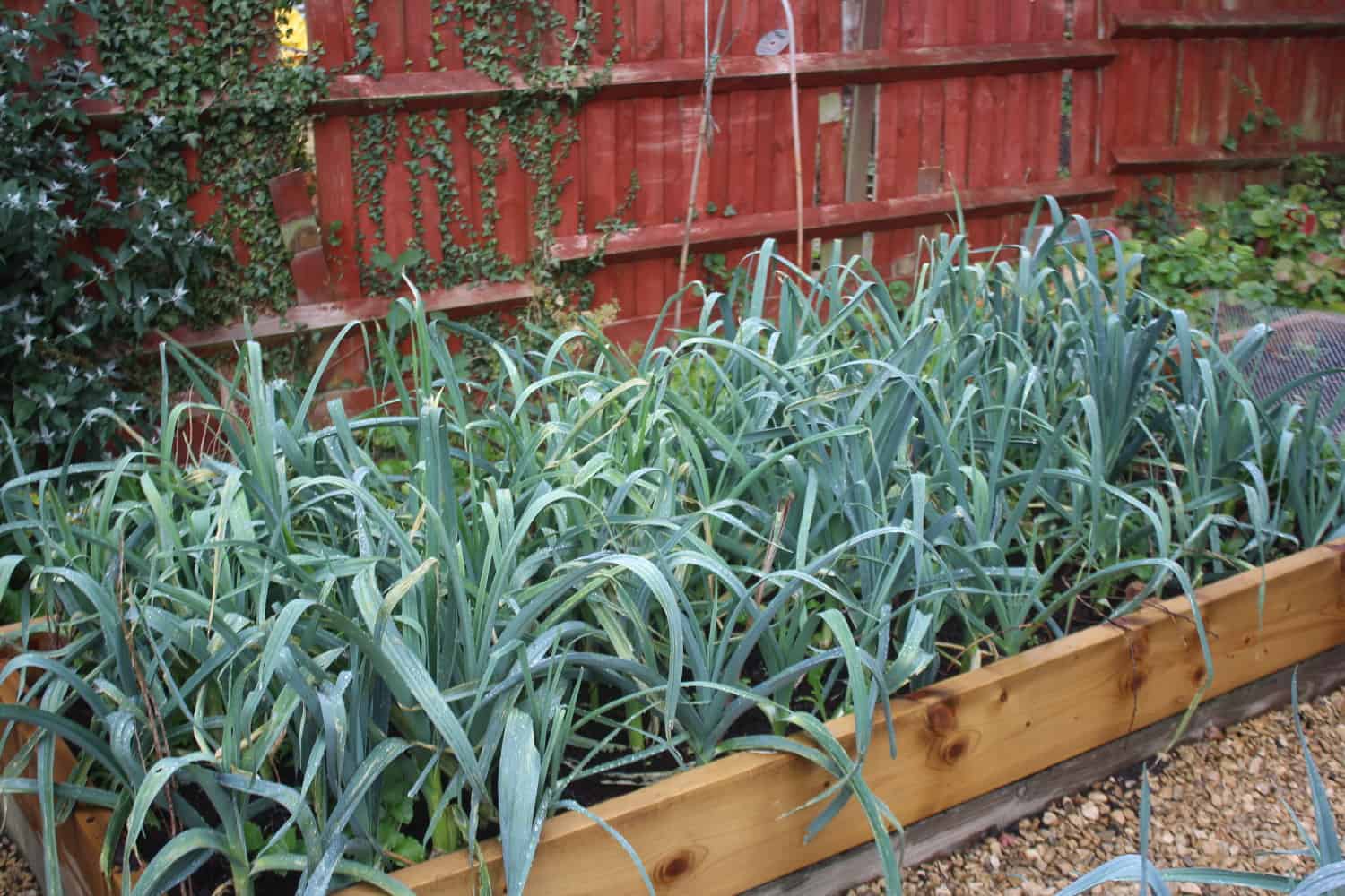 Leeks in the vegetable garden