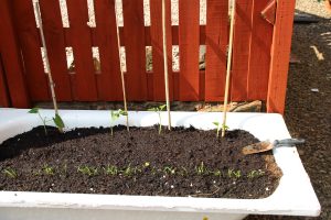 Growing carrots in an old bath
