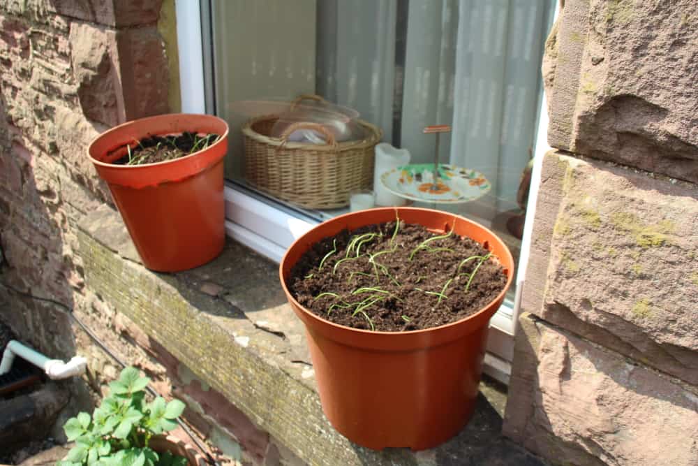 Spring onions