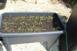 growing our own