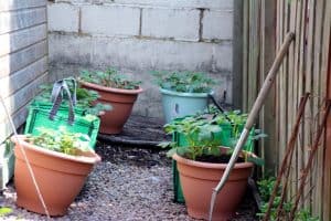 Grow your own veg