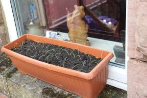 Grow your own veg